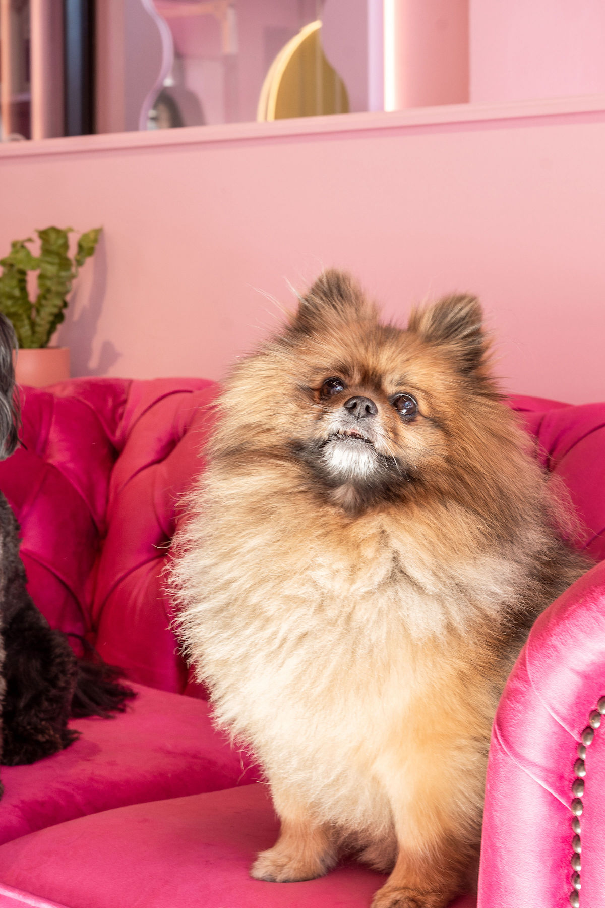 So Fetch dog grooming by Hastie Studios